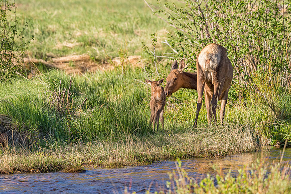 Elk_RMNP_2018_19