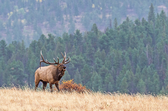 Elk_RMNP_2018_21