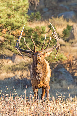 Elk_RMNP_2018_22