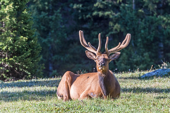 Elk_RMNP_2018_24