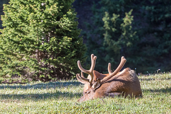 Elk_RMNP_2018_25