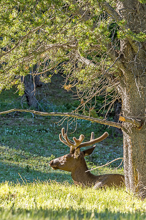 Elk_RMNP_2018_26