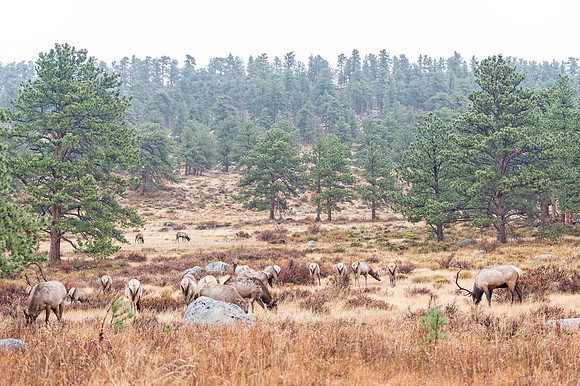 elk_RMNP_2018_48