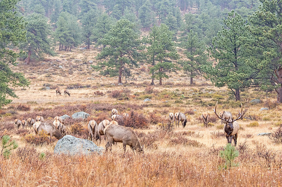 elk_RMNP_2018_49