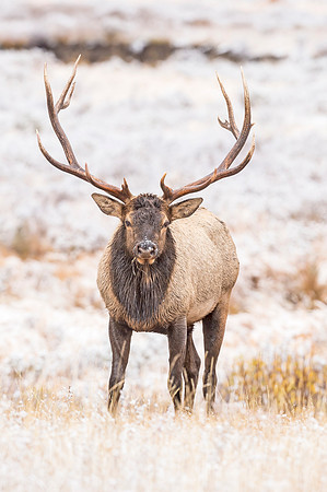 Elk_RMNP_2018_53