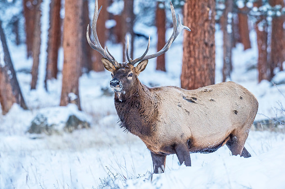 Elk_RMNP_2018_57