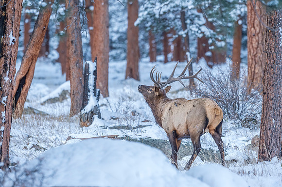 Elk_RMNP_2018_58