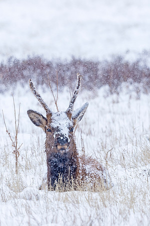 Elk_RMNP_2018_60