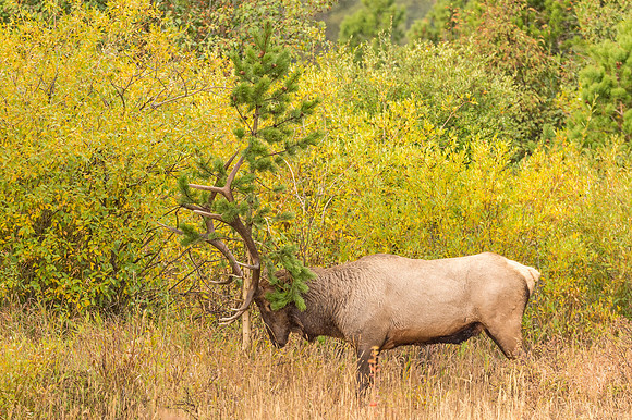 Elk_RMNP_2018_61