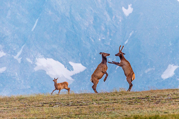 Elk_RMNP_2018_62
