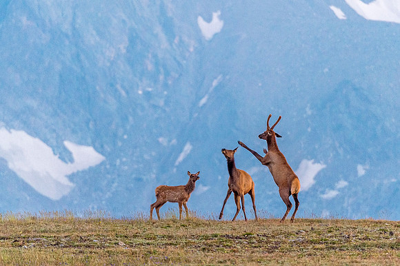 Elk_RMNP_2018_63