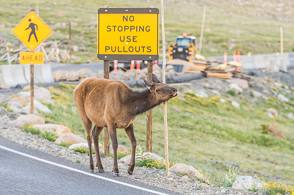 Elk_RMNP_2018_64