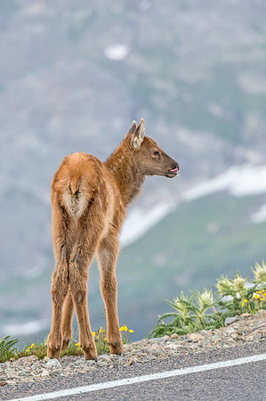Elk_TRR_RMNP_2018_15