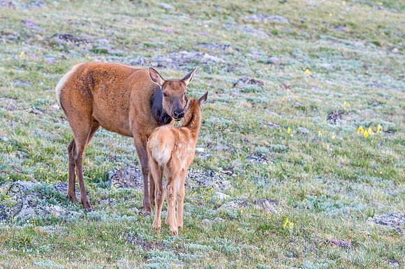 Elk_TRR_RMNP_2018_16