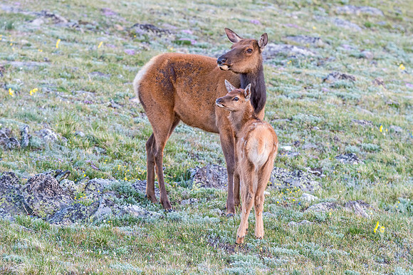 Elk_TRR_RMNP_2018_16