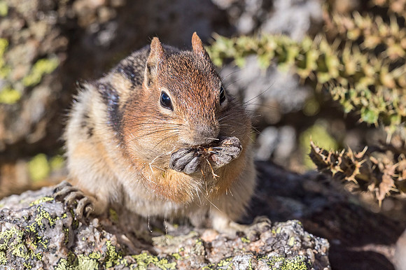 Golden-mantled_ground_squirrel_RMNP_2018_2