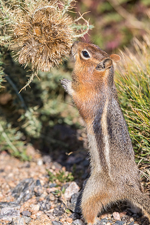 Golden-mantled_ground_squirrel_RMNP_2018_3