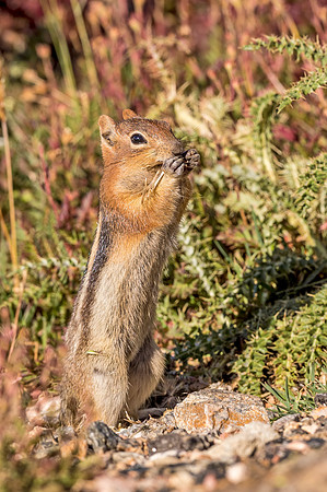 Golden-mantled_ground_squirrel_RMNP_2018_4