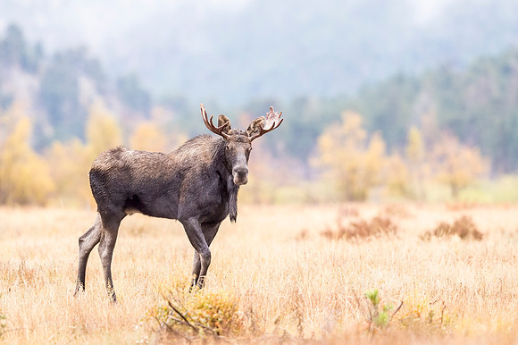 Moose_RMNP_2017_20