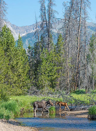 Moose_RMNP_2018_19