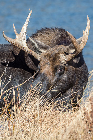 Moose_RMNP_2018_21