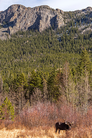 Moose_RMNP_2018_22