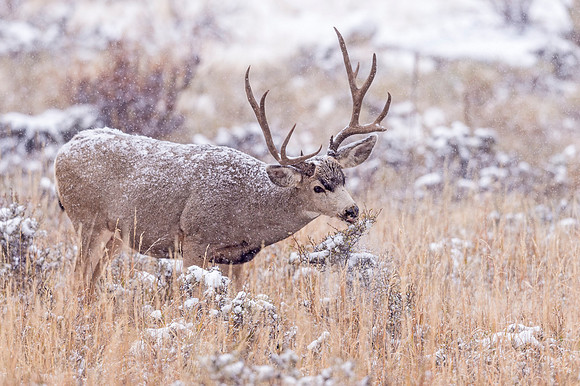 Mule_deer_RMNP_2018_1