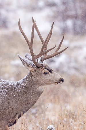 Mule_deer_RMNP_2018_2