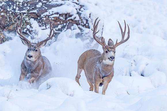 Mule_deer_RMNP_2018_4