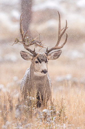 Mule_deer_RMNP_2018_10