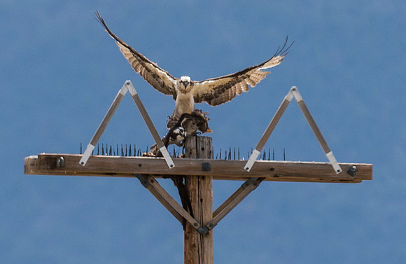 Osprey_35