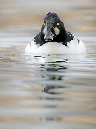 Common_goldeneye_3