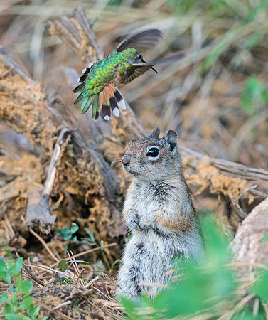 Squirrel_and_hummingbird_2