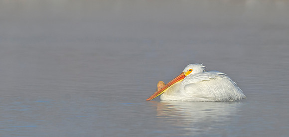 American_white_pelican_16