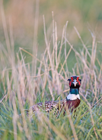 Ring-necked_pheasant_6