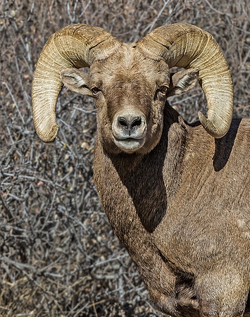 Bighorn_59