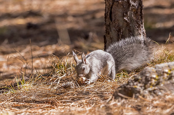 Aberts_squirrel_Olive_Ridge_2018_3