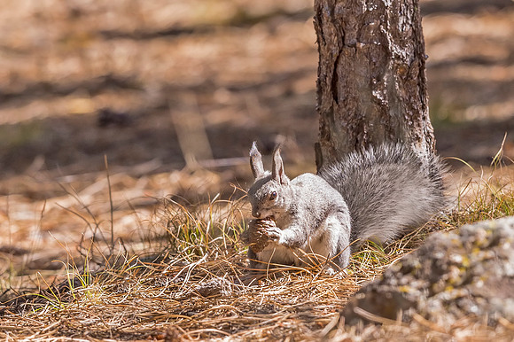 Aberts_squirrel_Olive_Ridge_2018_2
