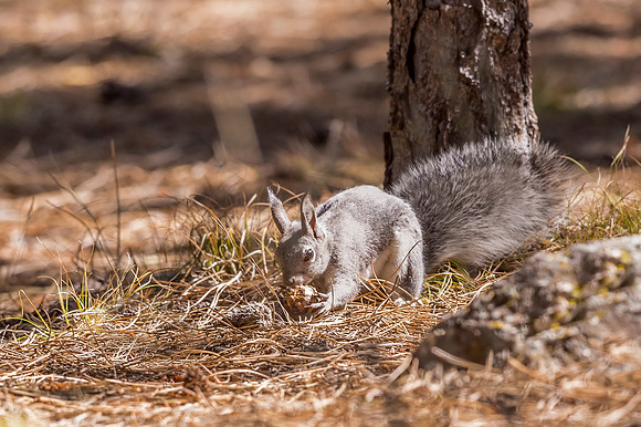 Aberts_squirrel_Olive_Ridge_2018_3