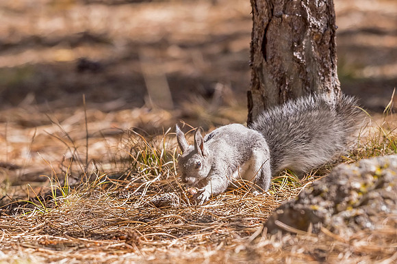 Aberts_squirrel_Olive_Ridge_2018_4