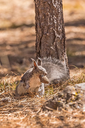 Aberts_squirrel_Olive_Ridge_2018_1