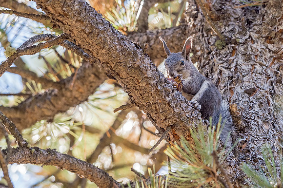 Aberts_squirrel_Olive_Ridge_2018_6