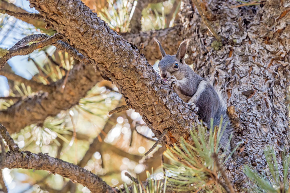 Aberts_squirrel_Olive_Ridge_2018_7