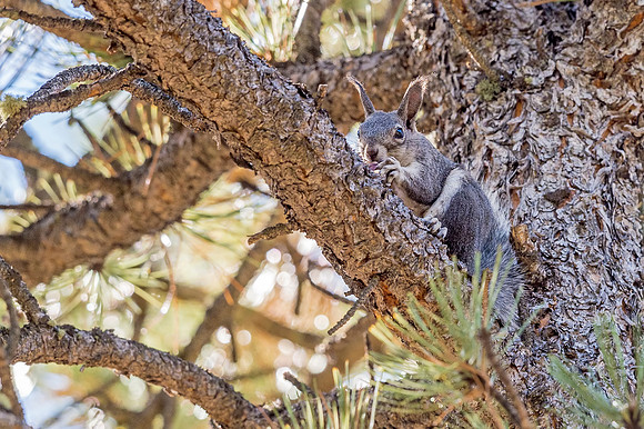 Aberts_squirrel_Olive_Ridge_2018_8