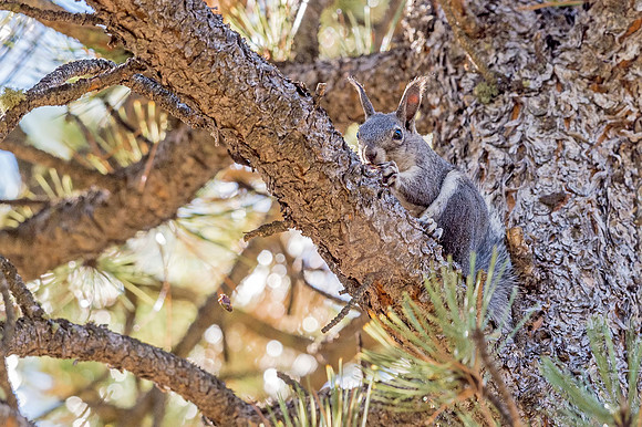 Aberts_squirrel_Olive_Ridge_2018_9