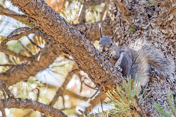 Aberts_squirrel_Olive_Ridge_2018_10