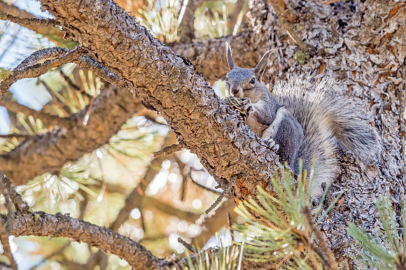 Aberts_squirrel_Olive_Ridge_2018_11