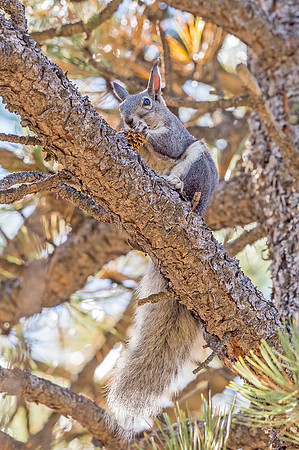 Aberts_squirrel_Olive_Ridge_2018_12