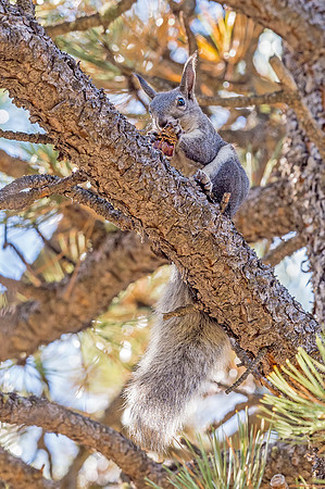 Aberts_squirrel_Olive_Ridge_2018_13
