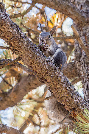 Aberts_squirrel_Olive_Ridge_2018_14